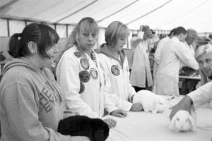 Judging of rabbits at the Stanhope Agricultural Show