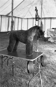 A show dog at the Wolsingham & Wear Valley Agricultural Show