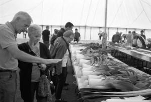A man tries to levitate prize winning parsnips at Stanhope Agricultural Show