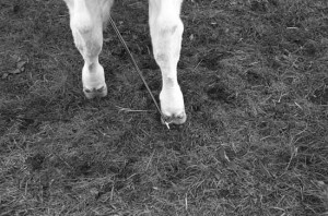 Stanhope Agricultural Show