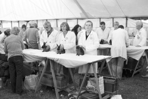Judging of rabbits at the Stanhope Agricultural Show