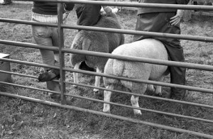 Stanhope Agricultural Show