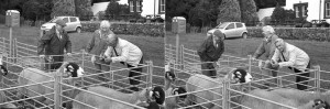Langdon Beck Agricultural (Sheep) Show, Teesdale 24th September 2011