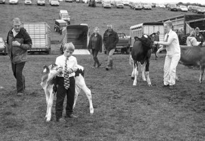 A young handler battles an unruly calf and a big tie, at the Appleby in Westmoreland Agricultural Show