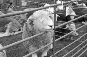 It's hard work winning rosettes - Appleby in Westmoreland Agricultural Show