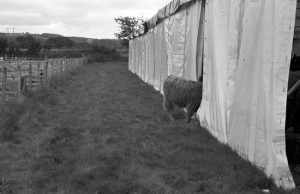 Is the grass greener in there? At the Wolsingham & Wear Valley Show