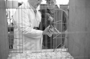 Eggleston Show, Teesdale September 2012