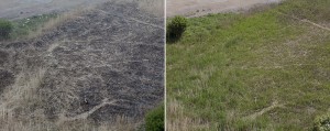 Reed bed after arson in May 2016 & 3 weeks later in June 2016